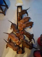 Rhodéský Ridgeback štěňata, s PP